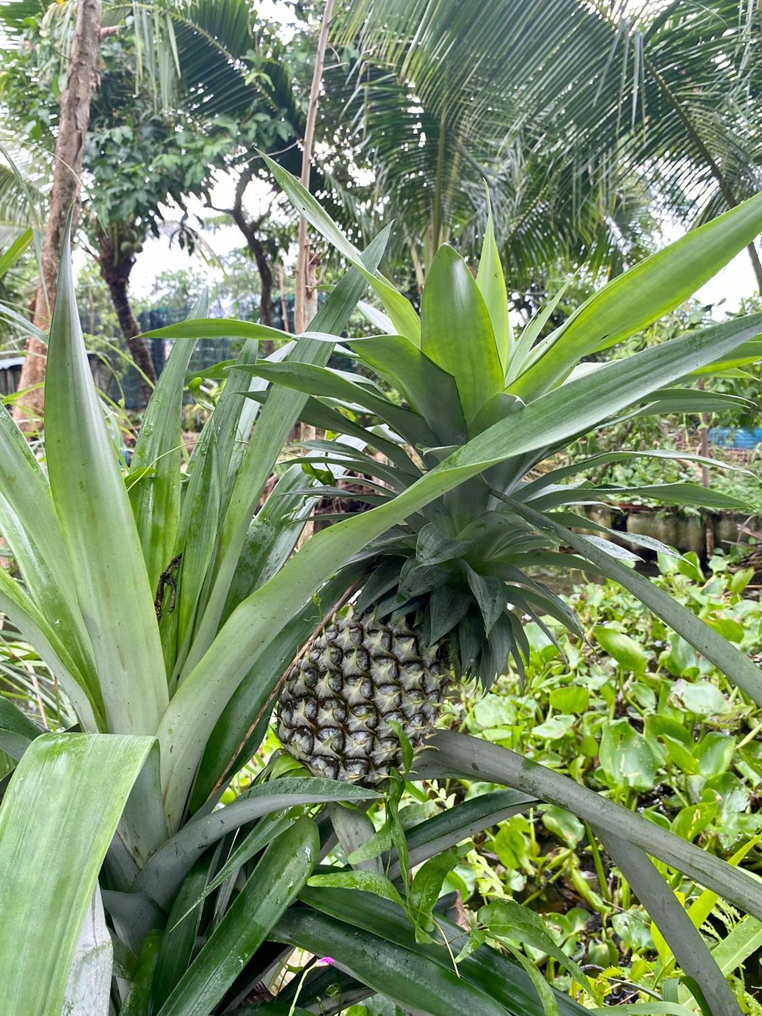 Go Chanh Homestay Cai Rang المظهر الخارجي الصورة