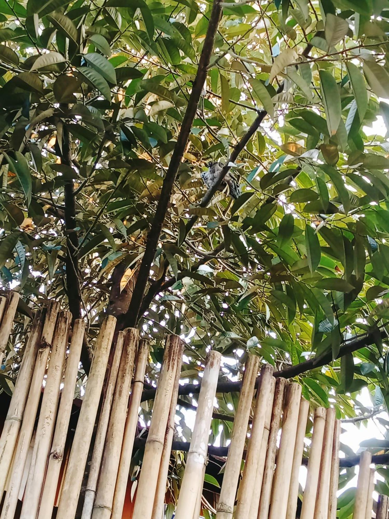 Go Chanh Homestay Cai Rang المظهر الخارجي الصورة